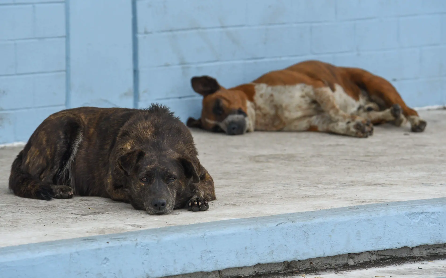 982356_Día del perro sin raza  -1.jpg _impreso